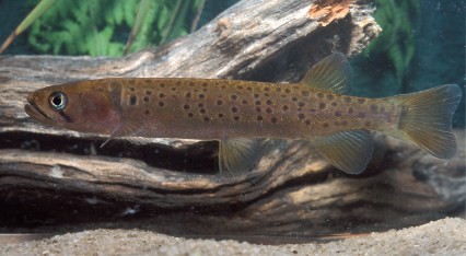 Freshwater fish online in australia